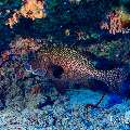 , photo taken in Maldives, Male Atoll, South Male Atoll, Gulhi Thila