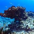 , photo taken in Maldives, Male Atoll, South Male Atoll, Gulhi Thila
