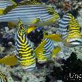 Oriental Sweetlip (Plectorhinchus vittatus), photo taken in Maldives, Male Atoll, South Male Atoll, Gulhi Thila