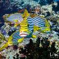 Oriental Sweetlip (Plectorhinchus vittatus), photo taken in Maldives, Male Atoll, South Male Atoll, Gulhi Thila