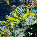 Oriental Sweetlip (Plectorhinchus vittatus), photo taken in Maldives, Male Atoll, South Male Atoll, Gulhi Thila