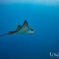 Ocellated eagle ray (Aetobatus ocellatus), photo taken in Maldives, Male Atoll, South Male Atoll, Gulhi Thila
