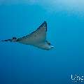 Ocellated eagle ray (Aetobatus ocellatus), photo taken in Maldives, Male Atoll, South Male Atoll, Gulhi Thila