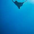 Ocellated eagle ray (Aetobatus ocellatus), photo taken in Maldives, Male Atoll, South Male Atoll, Gulhi Thila
