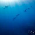 Spinner dolphin (Stenella longirostris), photo taken in Maldives, Male Atoll, South Male Atoll, Gulhi Corner