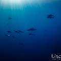 Spinner dolphin (Stenella longirostris), photo taken in Maldives, Male Atoll, South Male Atoll, Gulhi Corner