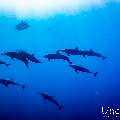 Spinner dolphin (Stenella longirostris), photo taken in Maldives, Male Atoll, South Male Atoll, Gulhi Corner