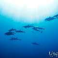 Spinner dolphin (Stenella longirostris), photo taken in Maldives, Male Atoll, South Male Atoll, Gulhi Corner