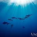 Spinner dolphin (Stenella longirostris), photo taken in Maldives, Male Atoll, South Male Atoll, Gulhi Corner