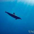 Spinner dolphin (Stenella longirostris), photo taken in Maldives, Male Atoll, South Male Atoll, Gulhi Corner