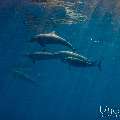 Spinner dolphin (Stenella longirostris), photo taken in Maldives, Male Atoll, South Male Atoll, Gulhi Corner