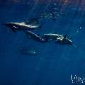 Spinner dolphin (Stenella longirostris), photo taken in Maldives, Male Atoll, South Male Atoll, Gulhi Corner