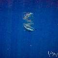 Spinner dolphin (Stenella longirostris), photo taken in Maldives, Male Atoll, South Male Atoll, Gulhi Corner