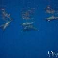 Spinner dolphin (Stenella longirostris), photo taken in Maldives, Male Atoll, South Male Atoll, Gulhi Corner