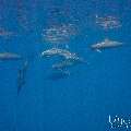 Spinner dolphin (Stenella longirostris), photo taken in Maldives, Male Atoll, South Male Atoll, Gulhi Corner