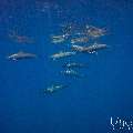 Spinner dolphin (Stenella longirostris), photo taken in Maldives, Male Atoll, South Male Atoll, Gulhi Corner