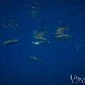 Spinner dolphin (Stenella longirostris), photo taken in Maldives, Male Atoll, South Male Atoll, Gulhi Corner