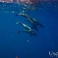 Spinner dolphin (Stenella longirostris), photo taken in Maldives, Male Atoll, South Male Atoll, Gulhi Corner