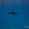 Spinner dolphin (Stenella longirostris), photo taken in Maldives, Male Atoll, South Male Atoll, Gulhi Corner