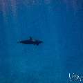 Spinner dolphin (Stenella longirostris), photo taken in Maldives, Male Atoll, South Male Atoll, Gulhi Corner