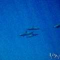Spinner dolphin (Stenella longirostris), photo taken in Maldives, Male Atoll, South Male Atoll, Gulhi Corner