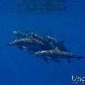 Spinner dolphin (Stenella longirostris), photo taken in Maldives, Male Atoll, South Male Atoll, Gulhi Corner