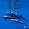 Spinner dolphin (Stenella longirostris), photo taken in Maldives, Male Atoll, South Male Atoll, Gulhi Corner