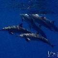 Spinner dolphin (Stenella longirostris), photo taken in Maldives, Male Atoll, South Male Atoll, Gulhi Corner