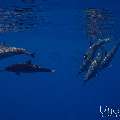 Spinner dolphin (Stenella longirostris), photo taken in Maldives, Male Atoll, South Male Atoll, Gulhi Corner