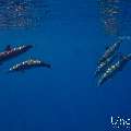 Spinner dolphin (Stenella longirostris), photo taken in Maldives, Male Atoll, South Male Atoll, Gulhi Corner