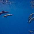 Spinner dolphin (Stenella longirostris), photo taken in Maldives, Male Atoll, South Male Atoll, Gulhi Corner