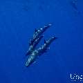 Spinner dolphin (Stenella longirostris), photo taken in Maldives, Male Atoll, South Male Atoll, Gulhi Corner