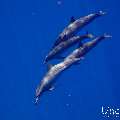 Spinner dolphin (Stenella longirostris), photo taken in Maldives, Male Atoll, South Male Atoll, Gulhi Corner
