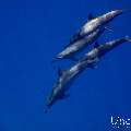 Spinner dolphin (Stenella longirostris), photo taken in Maldives, Male Atoll, South Male Atoll, Gulhi Corner