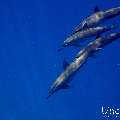 Spinner dolphin (Stenella longirostris), photo taken in Maldives, Male Atoll, South Male Atoll, Gulhi Corner
