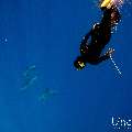 Spinner dolphin (Stenella longirostris), photo taken in Maldives, Male Atoll, South Male Atoll, Gulhi Corner