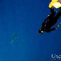 Spinner dolphin (Stenella longirostris), photo taken in Maldives, Male Atoll, South Male Atoll, Gulhi Corner