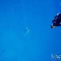 Spinner dolphin (Stenella longirostris), photo taken in Maldives, Male Atoll, South Male Atoll, Gulhi Corner