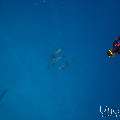 Spinner dolphin (Stenella longirostris), photo taken in Maldives, Male Atoll, South Male Atoll, Gulhi Corner