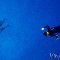 Spinner dolphin (Stenella longirostris), photo taken in Maldives, Male Atoll, South Male Atoll, Gulhi Corner
