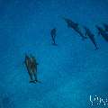 Spinner dolphin (Stenella longirostris), photo taken in Maldives, Male Atoll, South Male Atoll, Gulhi Corner