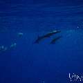 Spinner dolphin (Stenella longirostris), photo taken in Maldives, Male Atoll, South Male Atoll, Gulhi Corner
