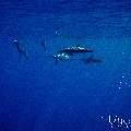 Spinner dolphin (Stenella longirostris), photo taken in Maldives, Male Atoll, South Male Atoll, Gulhi Corner