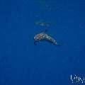 Spinner dolphin (Stenella longirostris), photo taken in Maldives, Male Atoll, South Male Atoll, Gulhi Corner