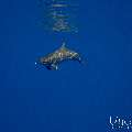 Spinner dolphin (Stenella longirostris), photo taken in Maldives, Male Atoll, South Male Atoll, Gulhi Corner