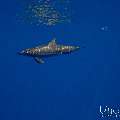 Spinner dolphin (Stenella longirostris), photo taken in Maldives, Male Atoll, South Male Atoll, Gulhi Corner