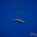 Spinner dolphin (Stenella longirostris), photo taken in Maldives, Male Atoll, South Male Atoll, Gulhi Corner