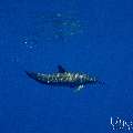 Spinner dolphin (Stenella longirostris), photo taken in Maldives, Male Atoll, South Male Atoll, Gulhi Corner