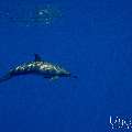 Spinner dolphin (Stenella longirostris), photo taken in Maldives, Male Atoll, South Male Atoll, Gulhi Corner