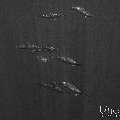 Spinner dolphin (Stenella longirostris), photo taken in Maldives, Male Atoll, South Male Atoll, Gulhi Corner